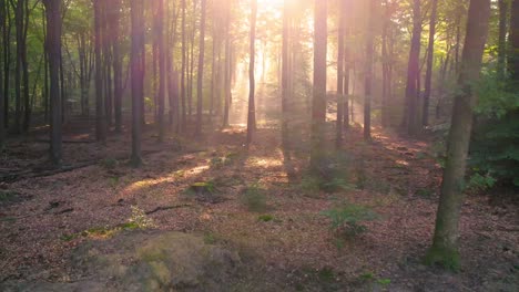 Friedliche-Naturwaldbäume-Mit-Sonnenschein,-Der-Durch-Blätter-Filtert,-Vorwärts