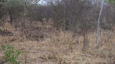 El-Leopardo-Salvaje-Espera-En-Silencio-Mientras-Acecha-A-Su-Presa-En-El-Parque-Nacional-Hwange,-Zimbabwe,-áfrica