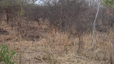 Atento-Avistamiento-Raro-De-Leopardo-Salvaje-En-El-Parque-Nacional-Kruger,-Sudáfrica