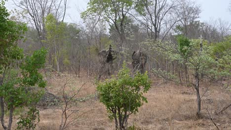 Elefantes-Grandes-Vistos-Sosteniendo-Una-Trompa-En-Alto-Para-Oler-El-área-En-Zimbabwe,-Safari-En-El-Parque-Nacional-De-Hwange