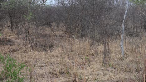 Leopardo-Salvaje-En-El-Parque-Nacional-Kruger-En-Sudáfrica