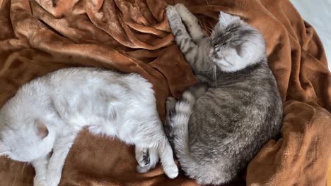 Petting-cat-lying-on-sofa-in-living-room