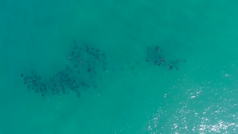 Tracking-a-Rare-and-Massive-School-of-Sting-Rays-Migrating,-Aerial-Series-of-the-Mobulas-of-the-Sea-of-Cortez