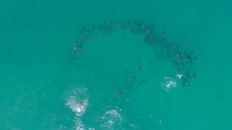 Flying-Sting-Ray-Frenzy,-Aerial-Series-of-the-Mobulas-of-the-Sea-of-Cortez