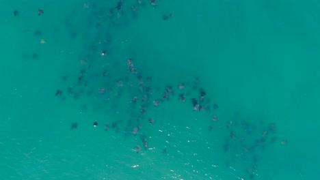 A-Rare-School-of-Sting-Ray's-Feeding,-Aerial-Series-of-the-Mobulas-of-the-Sea-of-Cortez