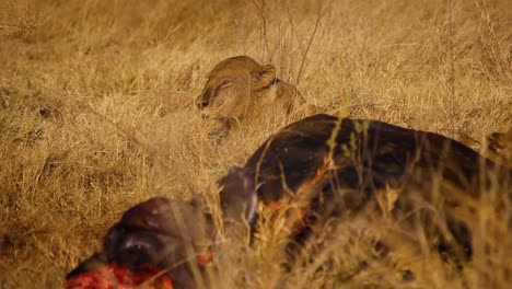 Lioness-lying-down-near-buffalo-carcass-after-hunt