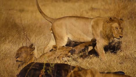 Detail-of-young-male-lions-interaction-near-buffalo-carcass