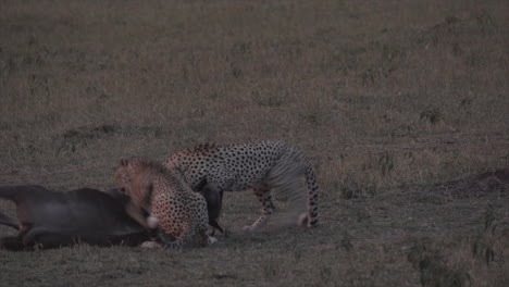 Cheetah-killing-wildebeest-at-dusk-in-Masai-Mara,-Kenya,-Africa