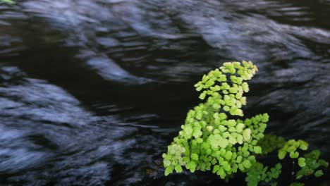 Green-branch-moving-in-front-of-water-surface-on-fast-flowing-stream,-close-up