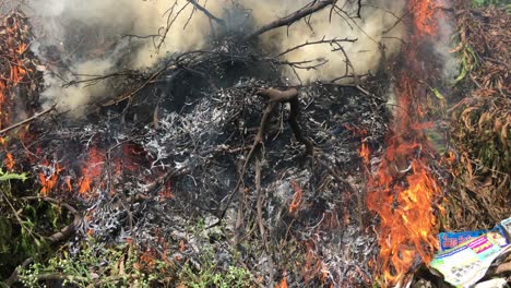 Close-up-of-burning-bushes-with-smoke-and-flames-in-India