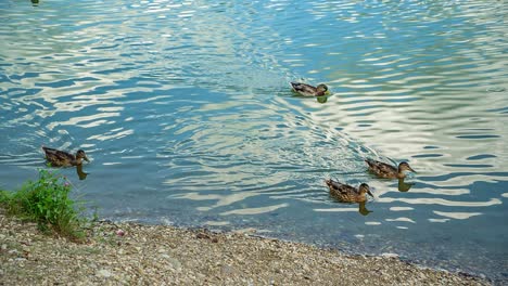 Entenfamilie-Schwimmt-In-Richtung-Des-Sandigen-Seeufers-Am-Smartinsko-See