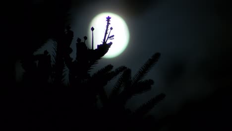 Full-moon-light-in-spruce-branches-at-night,-time-lapse