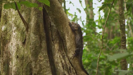 Iguana-Resting-on-Side-of-Tree