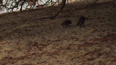 Mother-and-Baby-Raccoon-Walking-on-the-Beach