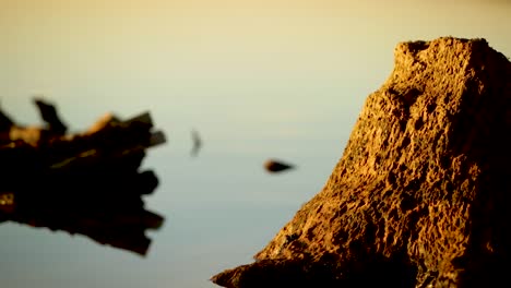 The-sunlight's-reflection-on-old-broken-tree-stumps-on-water---close-up