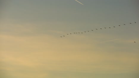 Birds-flying-in-a-V-formation-during-sunset