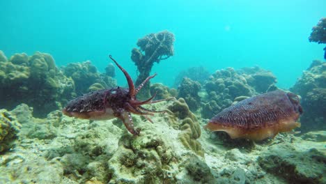 Two-Cuttlefishes-Floating-Under-The-Deep-Blue-Sea-In-Thailand-With-Beautiful-Coral-Reefs-In-The-Background---Medium-Shot