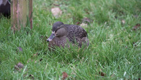 Brown-duck-sitting-looking-for-food-in-the-green-grass-steady-shot