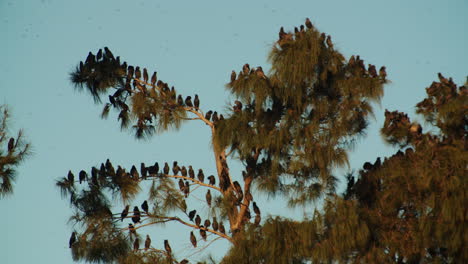 Migrating-Thrush-birds-waiting-on-pine-tree-on-clear-sky-day,-static