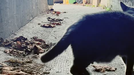 Fat-And-Furry-Black-Domestic-Cat-On-The-Alley