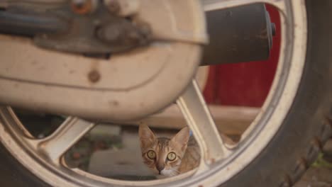 Young-grey-striped-cat-looking-around,-with-big-green-eyes,-behind-a-motorcycle-wheel,-in-India