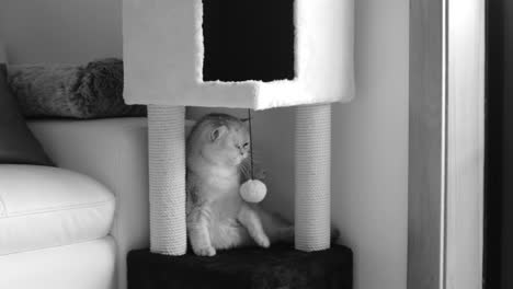 Gray-persian-cat-sharpens-his-teeth-on-his-toy-timelapse