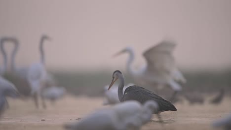 Gray-heron--Fishing-in-Lake
