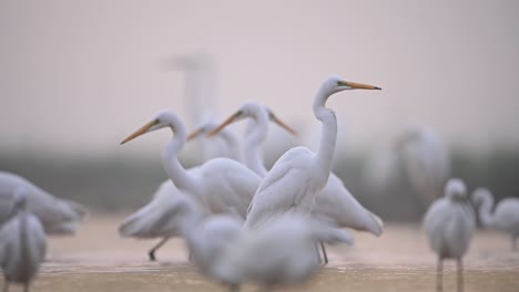 Flock-of-great-Egrets-Fishing-in-misty-morning