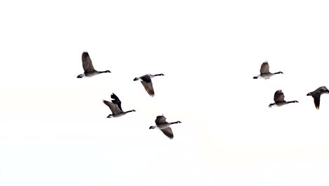 A-flock-of-geese-in-flight