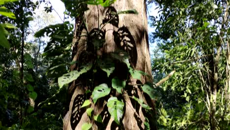 Tilting-shot-of-giant-tree-in-Guatemalan-jungle