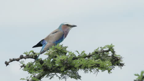 lilac-breasted-roller-on-top-of-acacia-branch,-scratching-its-head,-slow-motion,-sky-in-background