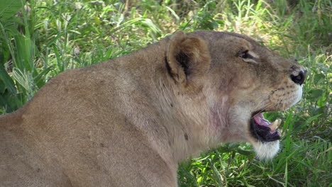 lioness-semi-close-up-shot-panting-in-the-shade-during-midday-heat