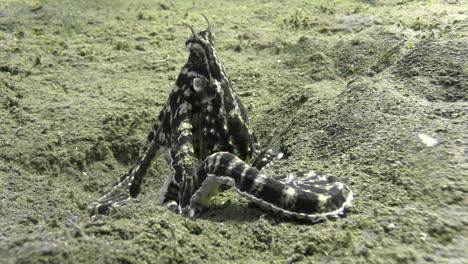 mimic-octopus-imitating-nudibranch-while-crawling-over-sandy-bottom