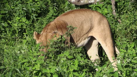 Lioness-in-green-bushes-turning-around,-laying-down,-disappearing-into-the-green,-perfect-ambush-position