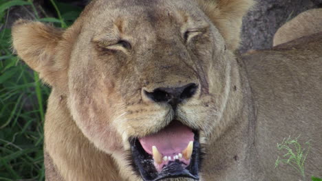 frontal-view-of-lioness-heavy-breathing-in-the-midday-heat,-close-up-shot-of-head-with-some-flies