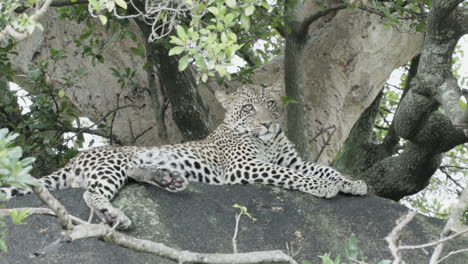 young-male-leopard-on-a-rock-next-to-a-tree-laid-down