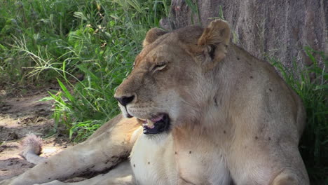 lioness-heavy-breathing-in-the-midday-heat,-upper-body-part-with-some-flies-in-the-shade-of-a-baobab-tree,-green-grass-in-background
