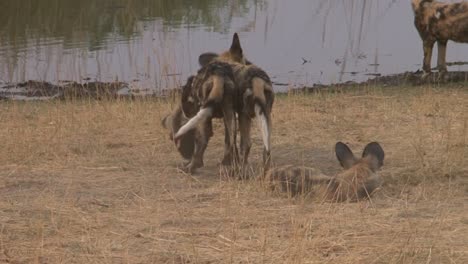 four-African-wild-dogs-next-to-a-pond-resting-after-morning-hunt,-medium-shot
