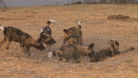 group-of-7-9-African-wild-dogs-playing-in-a-sandy-burrow-next-to-a-pond,-morning-light-in-dry-season
