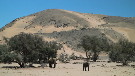 Two-desert-adapted-elephants-in-a-dry-river-bed-with-dune-and-blue-sky-in-background