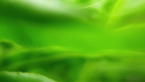 Surreal-dreamy-macro-close-up-of-beautiful-emerald-green-fern-leaves-in-slow-motion