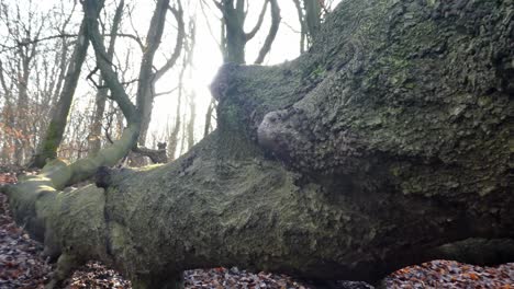 Mossy-woodland-forest-tree-trunks,-Sunshine-shining-from-behind-fallen-trunk