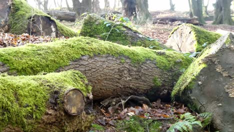 Dolly-left-across-moss-covered-fallen-woodland-forest-tree-trunks,-Sunshine-shining-through-branches