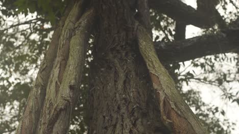 Shot-of-an-eucalyptus-tree-trunk-from-below