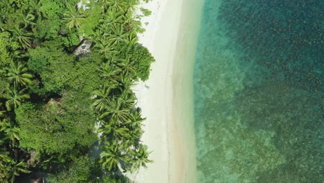 Top-down-aerial-shot-of-a-coastline-with-palm-trees,-sandy-beach-and-blue-water