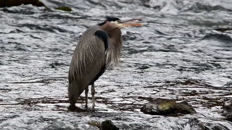Slow-Motion-of-Great-Blue-heron-in-Deschutes-River-and-drinking-water