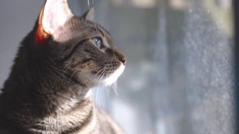 A-Domestic-Cat-Looking-Outside-The-Glass-Window-On-A-Sunny-Day---Closeup-Shot