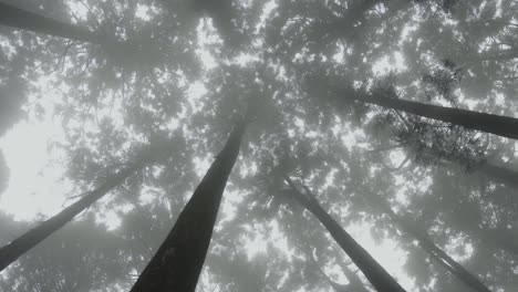Looking-up-at-shadowy,-misty-dramatic-dense-Taiwan-mountain-woodland-forest-tree-canopy
