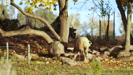 Sheep-in-country-side-eating-maple-leafs