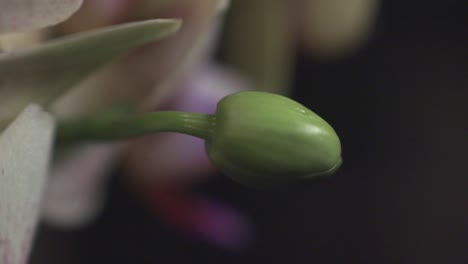 Un-Pequeño-Capullo-Verde-De-Las-Orquídeas-Junto-A-La-Flor-Blanca-Florecida